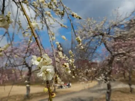 お客様からのメッセージ